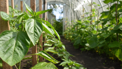 Bell pepper bush seedlings growing in the open ground on a garden bed in a greenhouse. Lush green pepper plants. The concept of sustainable agricultural practices, harvesting, gardening