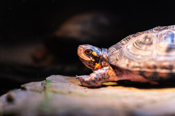 甲羅干し中のキボシイシガメ