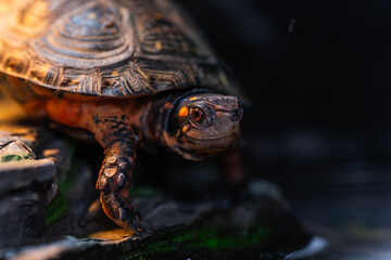 甲羅干し中のキボシイシガメ