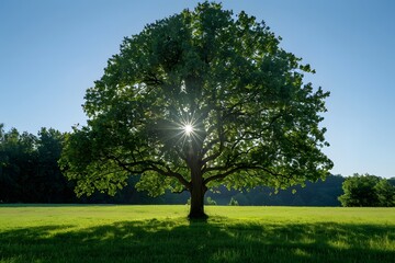 a big green leafy tree with blue sky background, nature environment concept. copy space. grass land. 