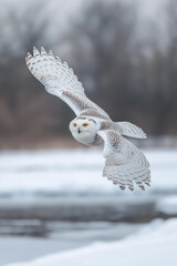 Fototapeta premium Snowy owl gliding over a frozen landscape