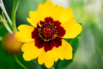 yellow flower