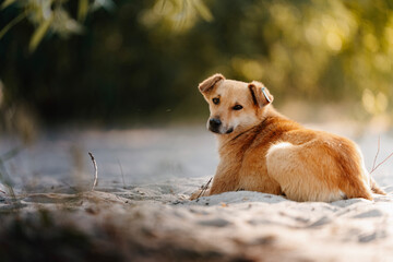 A marked stray dog ​​that has been sterilized or vaccinated. The dog lies on the sand.