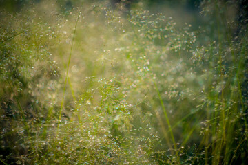 Natural scene of dew-covered grass and plants.