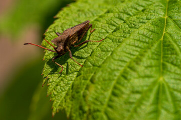 Stink bug at green leave with soft bokeh background