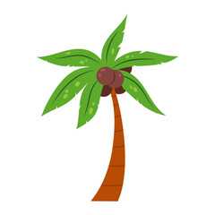 Tropical palm tree with coconuts on a white background. Tropical plants. Cartoon palm tree in flat style.