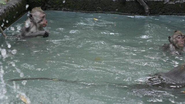 Indonesian wildlife, primate long-tailed animals, water fun, slow motion