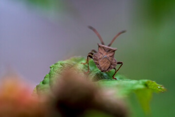 Stink bug at green leave with soft bokeh background