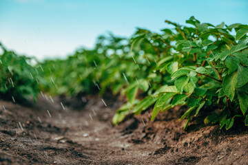 Agricultural irrigation of cultivated potato crops on plantation field