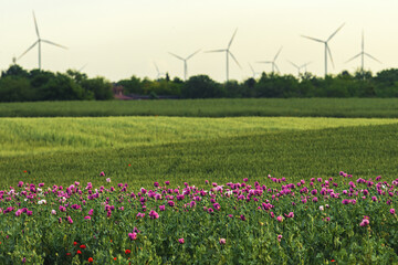 Blooming opium poppy seed field with wind farm turbines in background