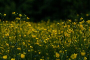 yellow flowers background