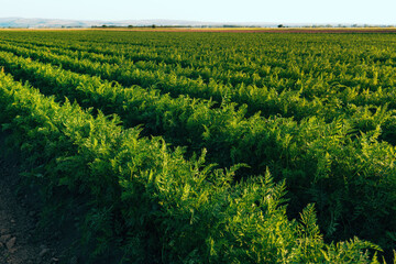 Carrot (Daucus carota) plants in cultivated agricultural field