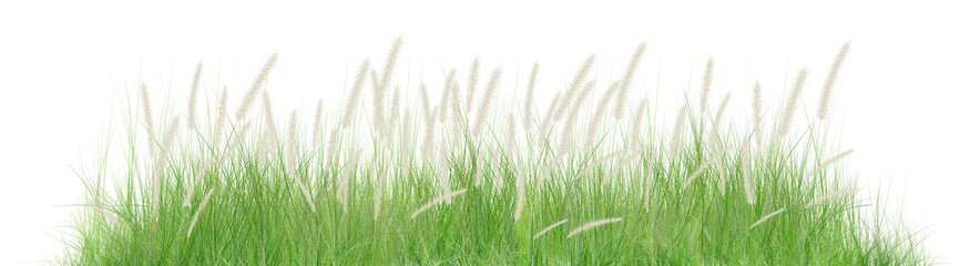 The green grass, the white grass flowers, is separated on a white background.
