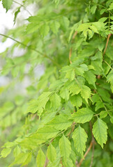Light green leaves. Macro style.