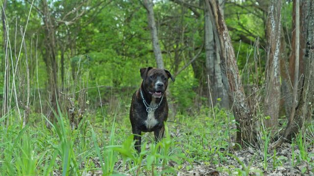 A bullterrier type dog is watching cleverly in the forest and goes out the screen.