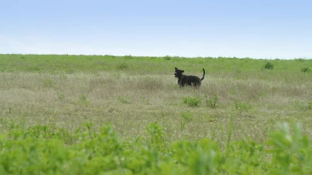 A bullterrier type dog is running after a ball on the field.