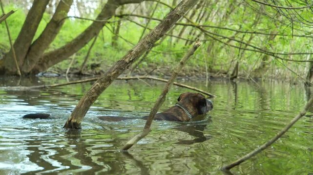 A bullterrier type dog is going into the water and swimms. Small lake in the forest.