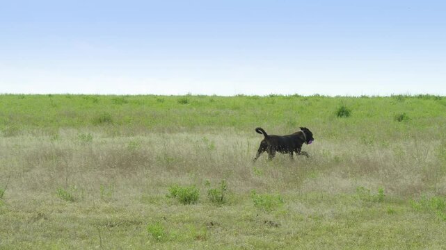 A bullterrier type dog is running after a ball on the field. The dog jumps and catch the ball.