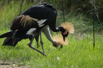 Grue couronnée grise