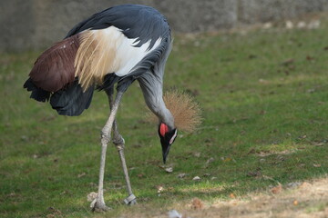 Grue couronn&eacute;e grise