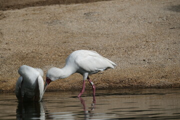 Oiseaux blancs exotiques dans un jardin zoologique
