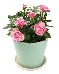 Miniature Rose house plant in flower pot. Rose in pot isolated.