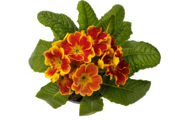 Spring time blossom of orange primroses flowers in pot, front view close up isolated. Top view.
