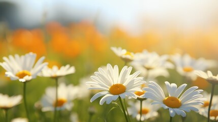 Fototapeta premium Close-up of Daisies in a Sunny Meadow