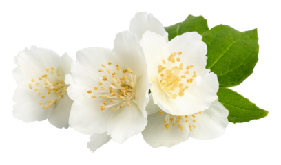 Jasmine flowers isolated on white background. fragrant white flowers with leaves.