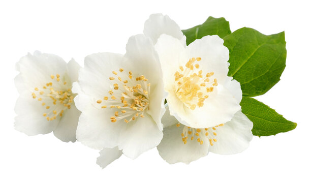 Fototapeta Jasmine flowers isolated on white background. fragrant white flowers with leaves.