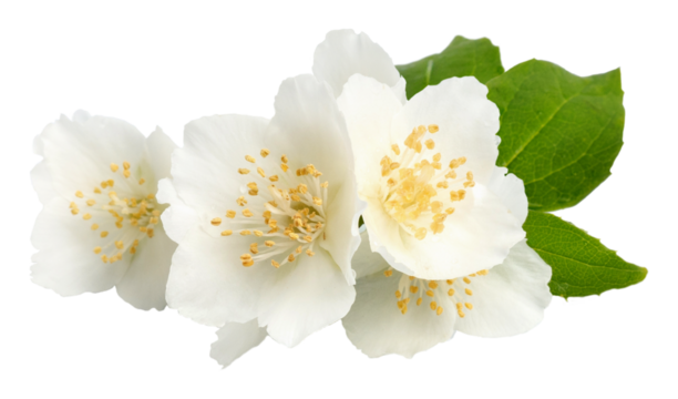 Jasmine flowers isolated on white background. fragrant white flowers with leaves.