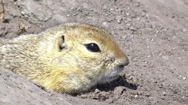 Close up to a vigilant Richardson's ground squirrel rodent, peeks out of its burrow in the dirt, watchful and alert to its surroundings.