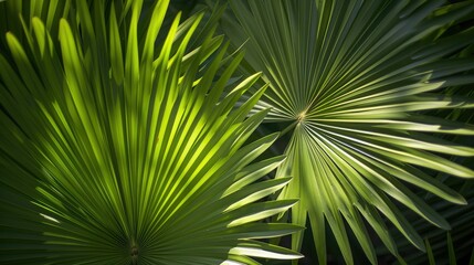 Abstract natural patterns inspired by palm leaves