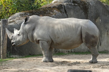 Naklejka premium Rhinocéros dans un zoo