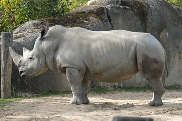 Fototapeta premium Rhinocéros dans un zoo