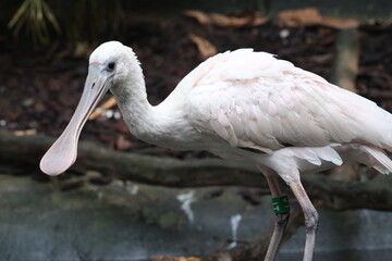 Spatule blanche et rosée