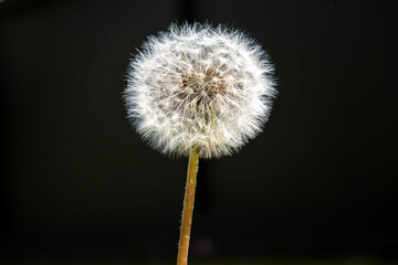 Dandelion has medicinal effects and is also a nutritious food. It contains many minerals, vitamins and bioactive substances