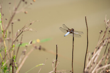 The dragonfly (Libellula depressa) is a species of dragonfly with a strikingly wide rump, which is azure blue in the male and brownish in the female.