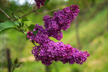 Lilac is the most famous and cultivated ornamental shrub in Slovakia with distinctive flowers and fragrance.