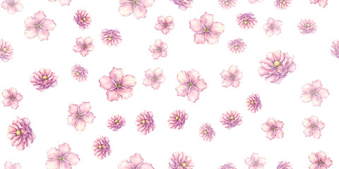 Seamless pattern pink flower, peony, ranunculus, cherry blossom, delicate petals, single element, clip art, freehand watercolor drawing.