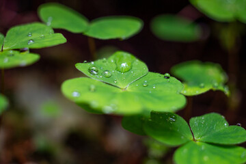 Water drops on leaf