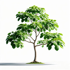 Obraz premium tree isolated on white