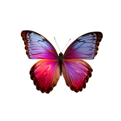 Fototapeta premium bright colored butterflies