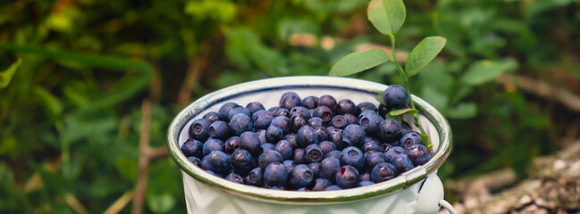 Close-up of Blueberries in white bucket in the forest with green leaves. Country life gardening eco...