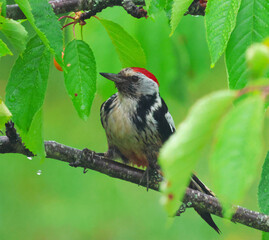 woodpecker on branch