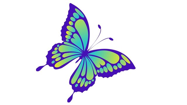 Butterfly c