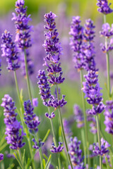 Naklejka premium Close Up of Vibrant Purple Lavender Flowers in Bloom