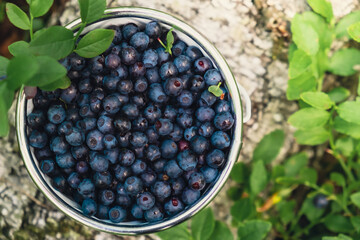 Close-up of Blueberries in white bucket in the forest with green leaves. Country life gardening eco friendly living Harvested berries, process of collecting, harvesting berries into glass jar in the
