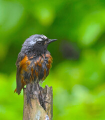 robin on a branch