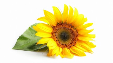 Fototapeta premium Vibrant Sunflower with a Single Leaf